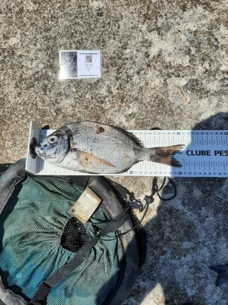 Fish Measure Picture